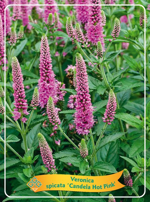 Veronica spicata CANDELA HOT PINK