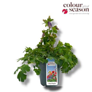 Aquilegia 'Spring Magic Blue White'