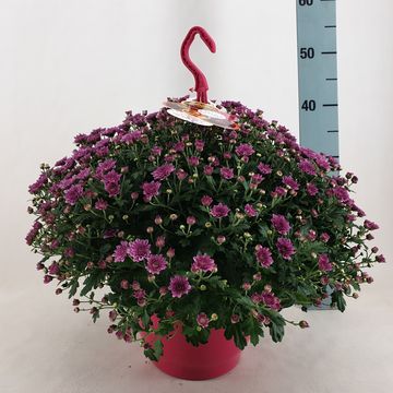 Chrysanthemum SKYFALL PINK