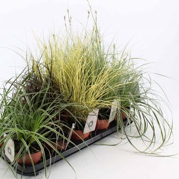 Carex MIX
