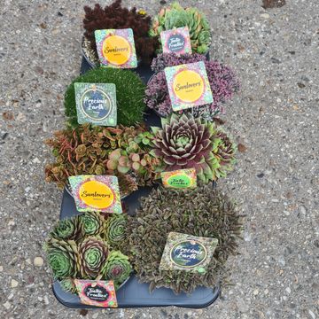 Rockery plants MIX