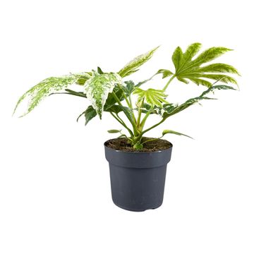 Fatsia japonica 'Spider's Web'