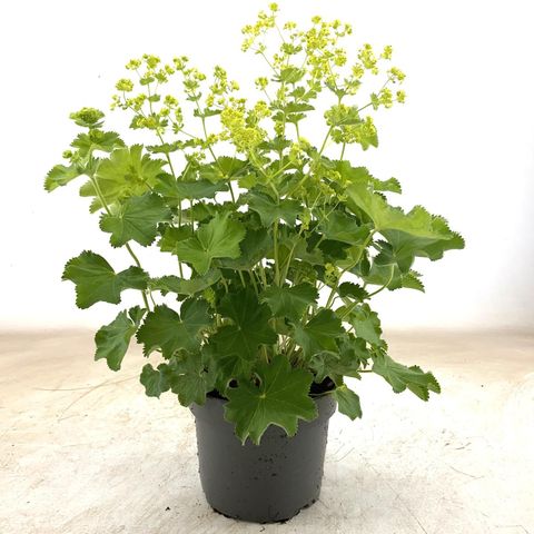 Alchemilla mollis
