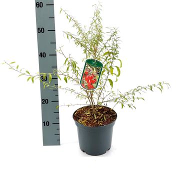 Lycium barbarum LITTLE GOJI