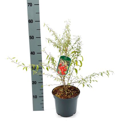 Lycium barbarum LITTLE GOJI