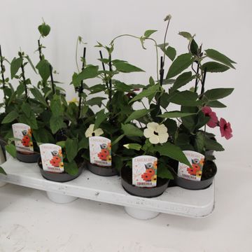 Thunbergia alata MIX