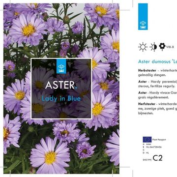 Aster 'Lady in Blue'
