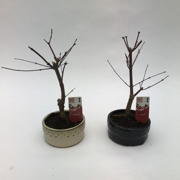 Acer palmatum 'Deshôjô'