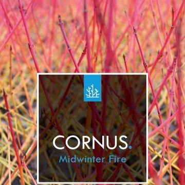 Cornus sanguinea 'Midwinter Fire'
