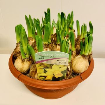 Narcissus 'Tête-à-Tête'
