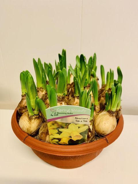 Narcissus 'Tête-à-Tête'