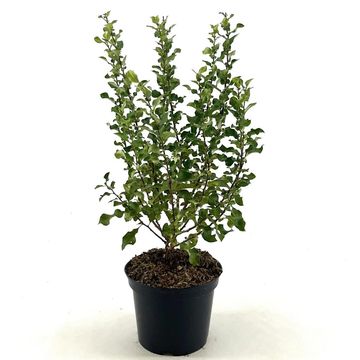 Chaenomeles speciosa RED KIMONO