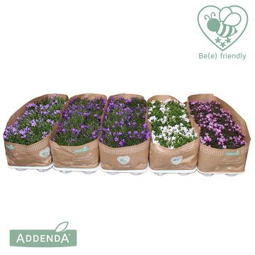 Campanula ADDENDA MIX