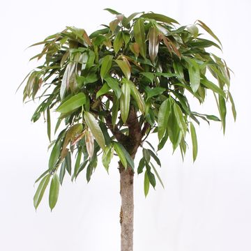 Ficus binnendijkii 'Amstel King'