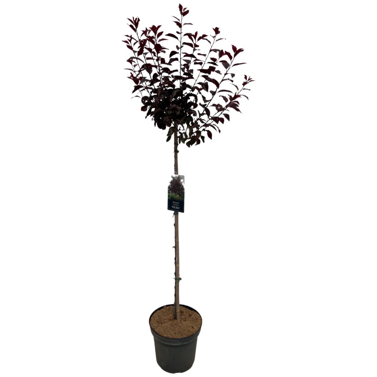 Pinus nigra nigra — Plant Wholesale FlorAccess