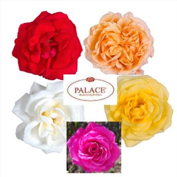 Rosa PALACE MIX