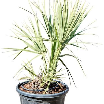 Nannorrhops ritchieana