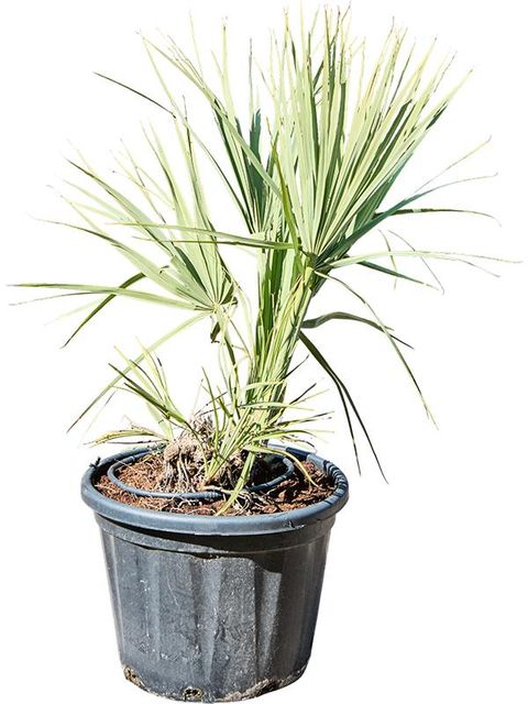 Nannorrhops ritchieana