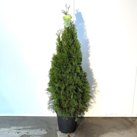 Thuja occidentalis 'Smaragd'