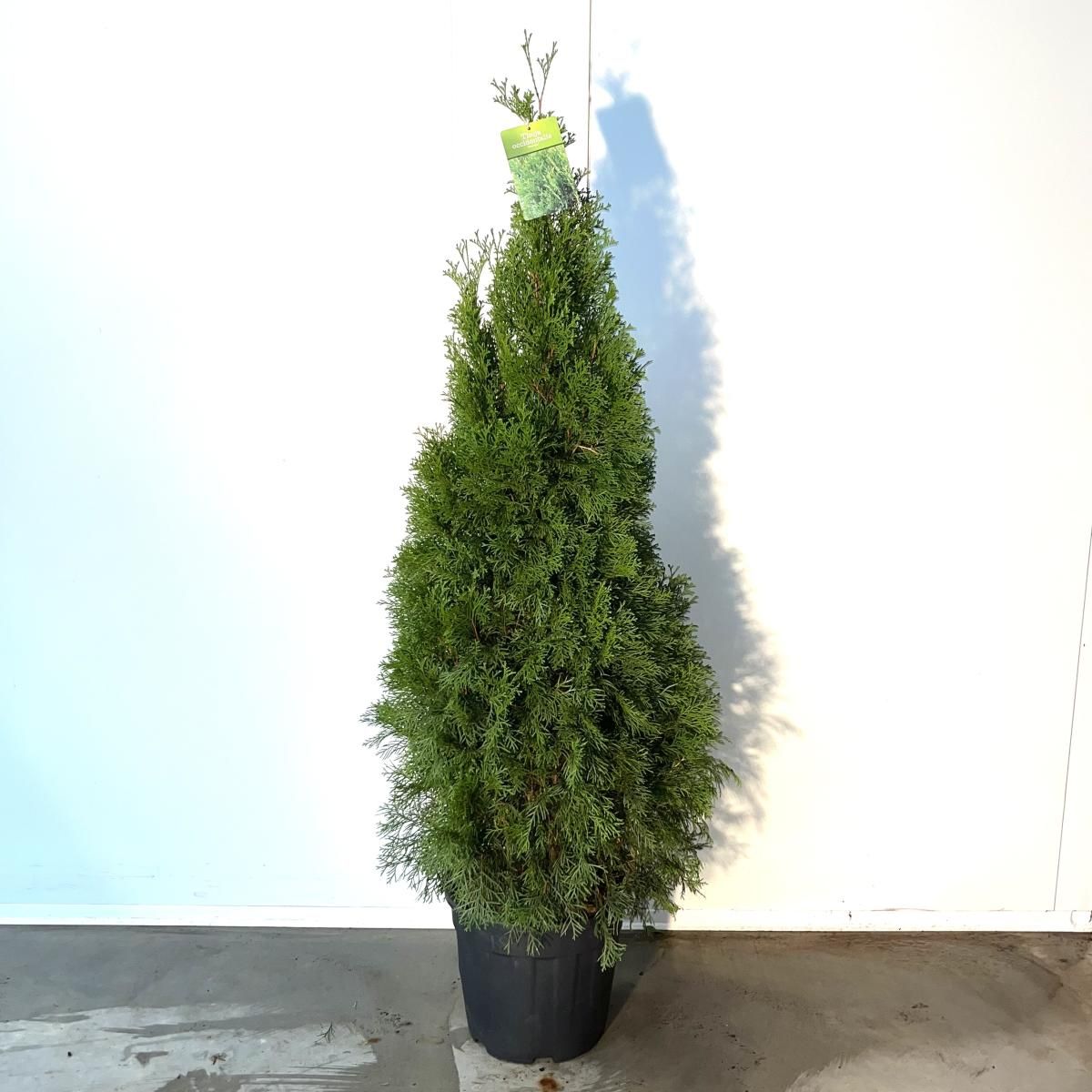 Thuja occidentalis 'Smaragd'  Plant Wholesale FlorAccess