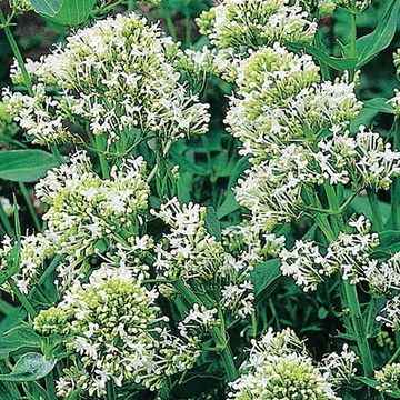 Centranthus ruber 'Albus'