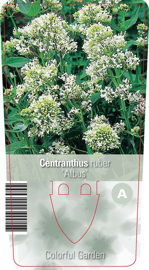 Centranthus ruber 'Albus'