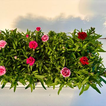 Dianthus OSCAR MIX