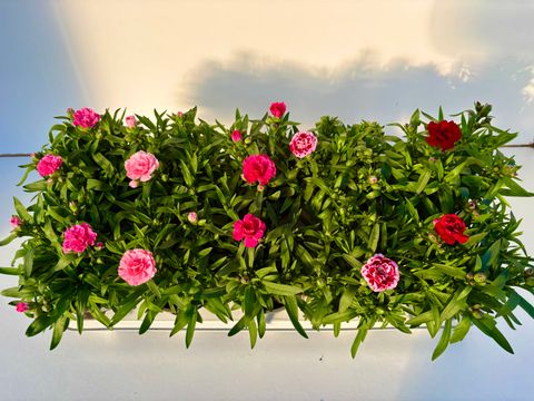 Dianthus OSCAR MIX