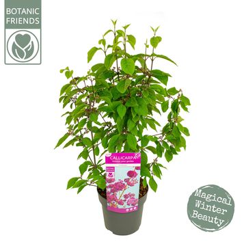 Callicarpa bodinieri 'Profusion'