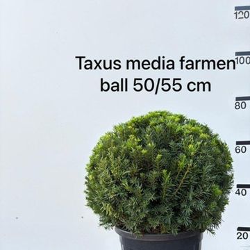 Taxus x media 'Farmen'