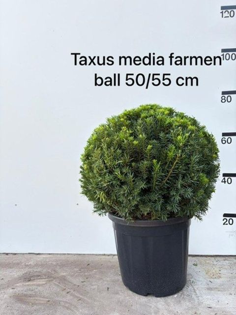 Taxus x media 'Farmen'