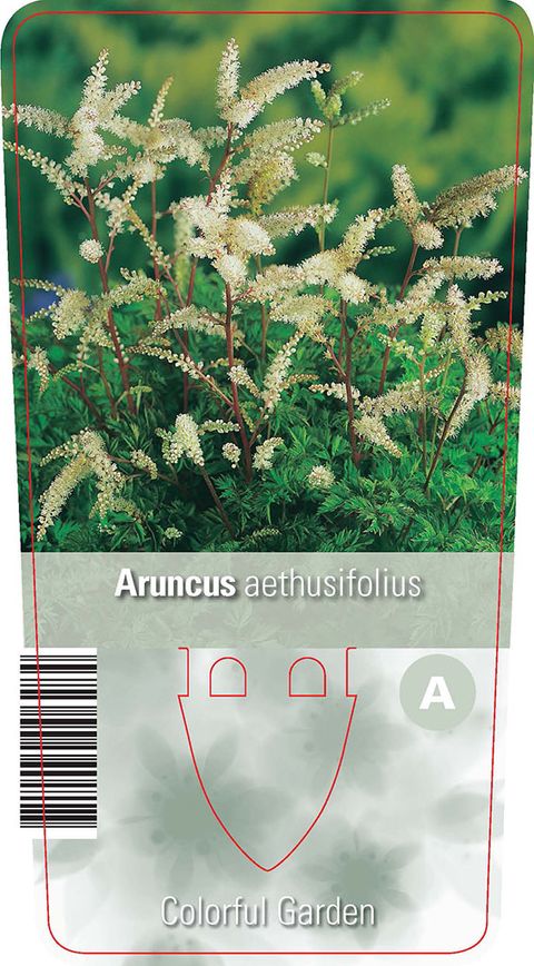 Aruncus aethusifolius