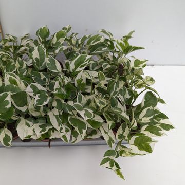Epipremnum aureum 'Glacier'