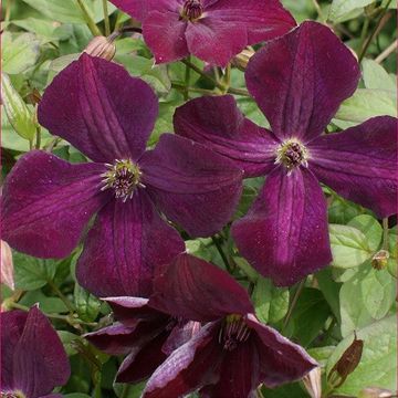 Clematis 'Royal Velours' (Vt)