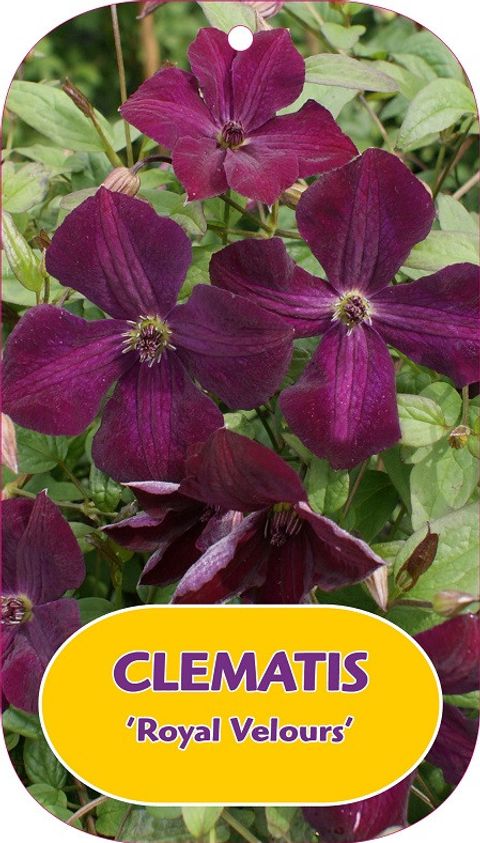 Clematis 'Royal Velours' (Vt)