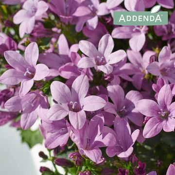 Campanula portenschlagiana 'Ambella Lavender'