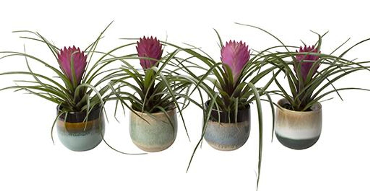 POWERS TO FLOWERS - HOSTA GOLD STANDARD IN VASO CERAMICA RUSTICO, pianta vera - Powers to