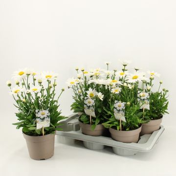 Leucanthemum x superbum 'Snow Lady'