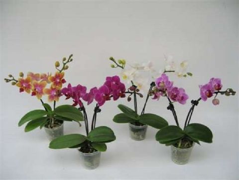 Phalaenopsis MIX