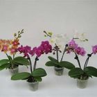 Phalaenopsis MIX