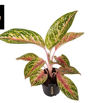 Aglaonema 'Coco Melon'