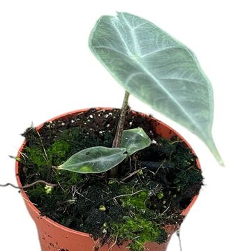 Alocasia longiloba SILVER