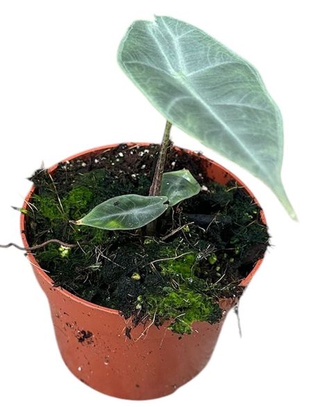 Alocasia longiloba SILVER