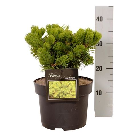 Pinus mugo 'Mumpitz'