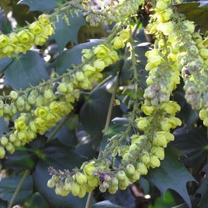 Mahonia japonica 'Hivernant' (About Plants Zundert BV)