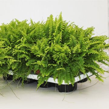 Nephrolepis exaltata 'Bostoniensis'