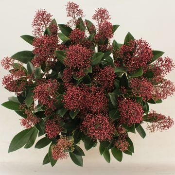 Skimmia japonica 'Rubella'