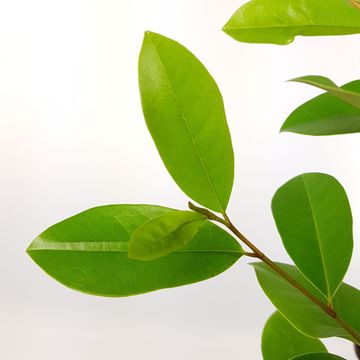 Magnolia FAIRY MAGNOLIA WHITE