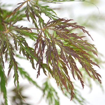 Acer palmatum 'Inaba-shidare'