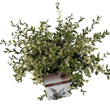 Ligustrum ibota MUSLI